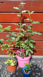 Ilex / hulst struikjes in 3 plastic potjes, Ophalen, Hulst, Struik, Minder dan 100 cm