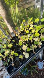 Aubergine plantjes €0,50, Ophalen, Volle zon, Groenteplanten, Eenjarig