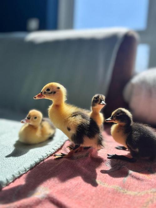 Loopeendjes, Dieren en Toebehoren, Pluimvee, Eend, Meerdere dieren