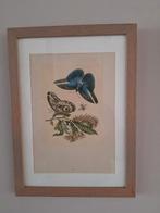 Set botanische prints van vlinders in licht eiken lijst, Ophalen of Verzenden