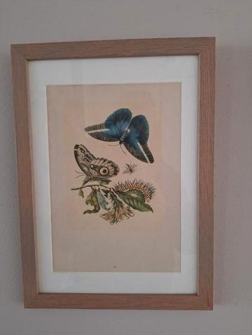 Set botanische prints van vlinders in licht eiken lijst beschikbaar voor biedingen