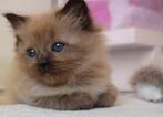 Mooiste mink en sepia ragdoll kittens, Dieren en Toebehoren, Katten en Kittens | Raskatten | Langhaar, Kater, Gechipt, 0 tot 2 jaar