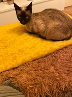 Te koop, Poes, Ontwormd