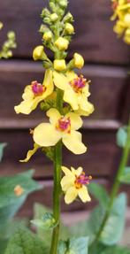 Tk: Toorts Verbascum   Inheems, Volle zon, Vaste plant, Zomer, Ophalen