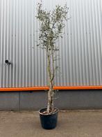 Quercus suber meerstammige kurkeik, Ophalen of Verzenden, Zomer, Volle zon, Palmboom