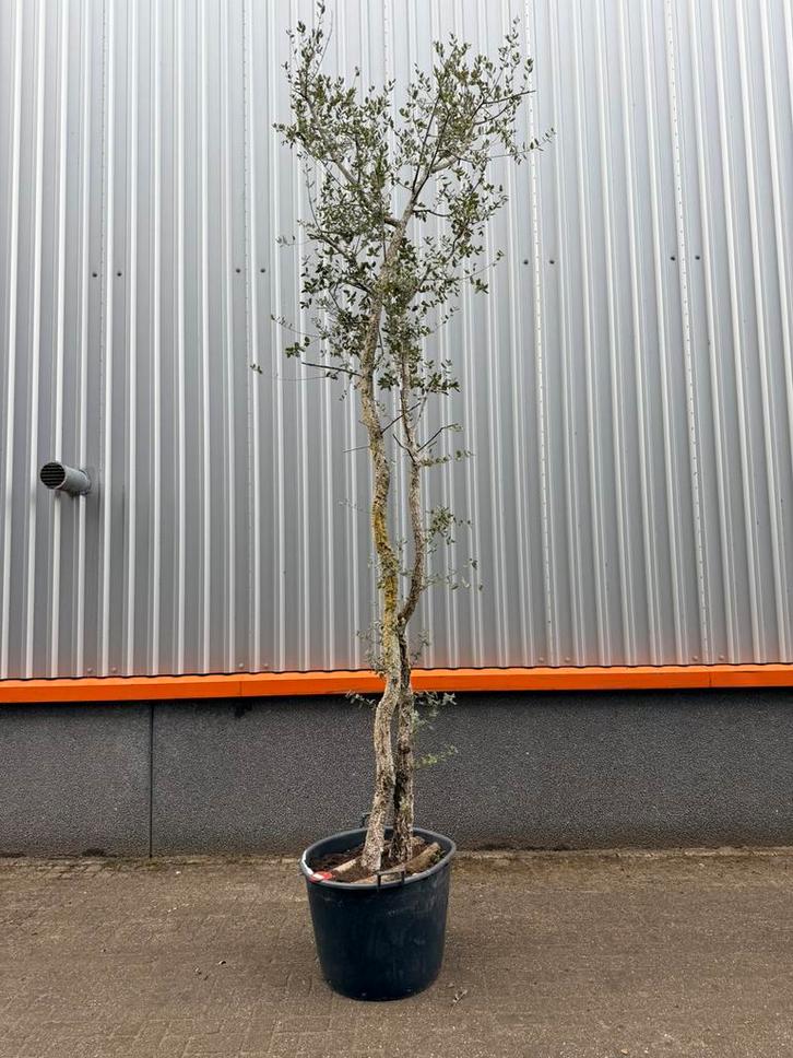Quercus suber meerstammige kurkeik, Tuin en Terras, Planten | Bomen, Palmboom, Volle zon, Zomer, Ophalen of Verzenden