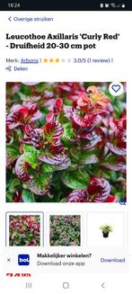Curly Red prachtige grote plant in zinken emmer, Ophalen, Bamboe, 250 cm of meer