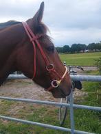 Bitloos hoofdstel sidepull full, Dieren en Toebehoren, Ophalen, Western