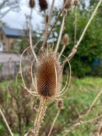 Gratis Kaardebol Planten (Rozetten), Tuin en Terras, Planten | Tuinplanten, Volle zon, Tweejarig, Zomer, Ophalen