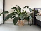 Hele mooie Spathiphyllum (lepelplant), Huis en Inrichting, Kamerplanten, Ophalen, Halfschaduw, Minder dan 100 cm