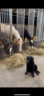 Fijne betrouwbare stal hulp gezocht ., Diensten en Vakmensen, Dieren | Paarden | Verzorging, Oppas en Les