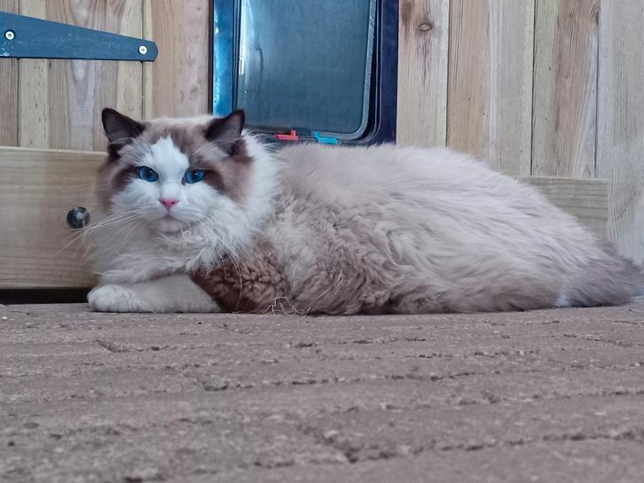 Ragdoll seal bicolor dekkater, Dieren en Toebehoren, Katten en Kittens | Dekkaters, 0 tot 2 jaar