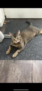 Lieve kater zoekt rustig en liefdevol nieuw thuis, Dieren en Toebehoren, Kater, Ontwormd, 0 tot 2 jaar