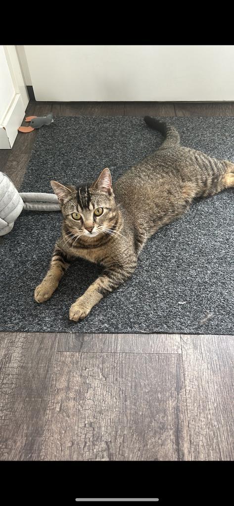 Lieve kater zoekt rustig en liefdevol nieuw thuis, Dieren en Toebehoren, Katten en Kittens | Raskatten | Korthaar, Kater, 0 tot 2 jaar