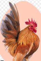 Gevraagd, een echt klein serama haantje, Mannelijk, Kip