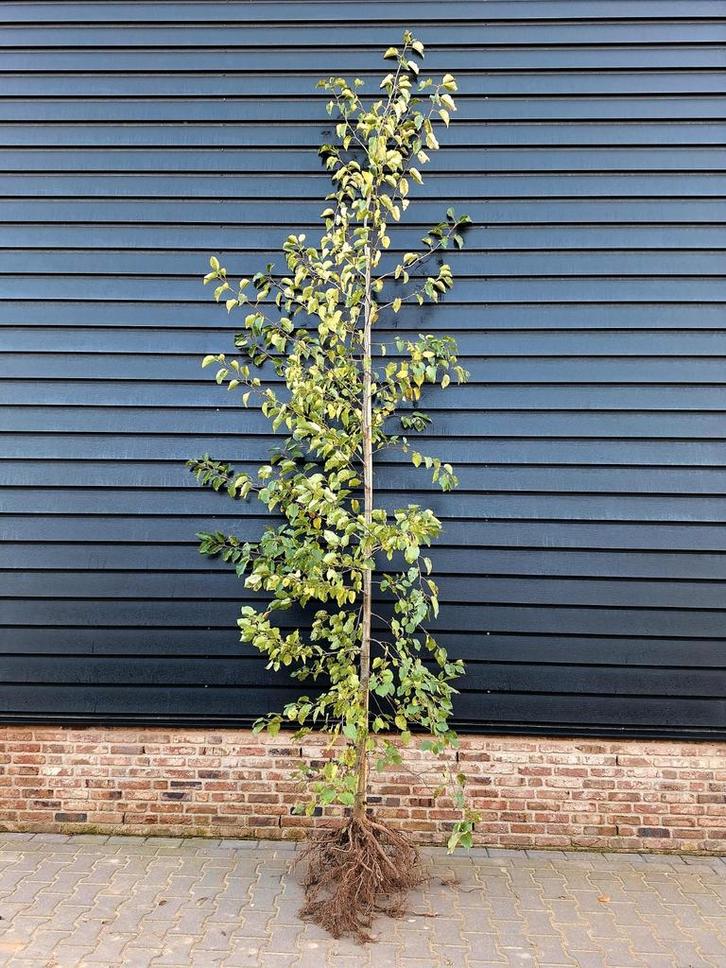 Alnus cordata 🌳 (Hartbladige Els) 🌳, Tuin en Terras, Planten | Bomen, Overige soorten, Volle zon, Ophalen