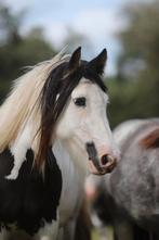 3.5 jarige tinker merrie met afstamming, Dieren en Toebehoren, Merrie, Minder dan 160 cm, 3 tot 6 jaar, Onbeleerd