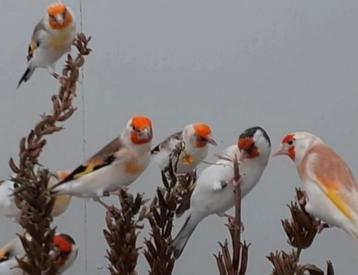 Mooie forse onverwante koppels majoor putters kweek 2025 beschikbaar voor biedingen