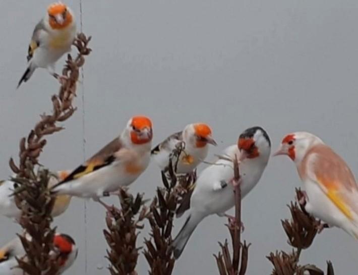 Mooie forse onverwante koppels majoor putters kweek 2025, Dieren en Toebehoren, Vogels | Overige Vogels, Wildzangvogel, Meerdere dieren
