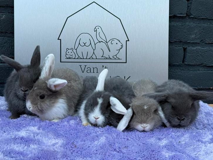 Goed gesocialiseerde nederlandse hangoor dwerg konijnen, Dieren en Toebehoren, Konijnen, Dwerg, Meerdere dieren, Hangoor