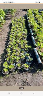 aardbeien planten € 0,50 per stuk., Tuin en Terras, Ophalen, Zomer, Volle zon