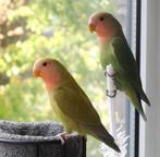 Jonge Agapornis lovebirds, Dieren en Toebehoren, Vogels | Parkieten en Papegaaien, Geslacht onbekend, Dwergpapegaai of Agapornis