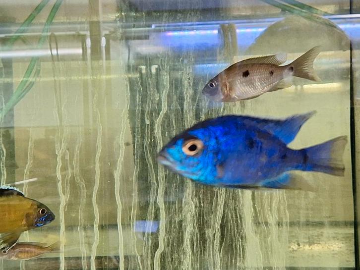 Malawi Letteboer, Dieren en Toebehoren, Vissen | Aquariumvissen, Vis