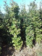 BLADHOUDENDE groene beukenhaag planten Fagus Sylvatica, Ophalen, Beukenhaag, Haag, 250 cm of meer