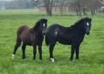 Prachtige gekleurde Welsh A hengst veulens te koop, Dieren en Toebehoren, Pony's, Niet van toepassing, 0 tot 2 jaar, Hengst, B pony (1.17m tot 1.27m)