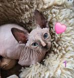 Devon Rex X Sphynx kruising kittens, Dieren en Toebehoren, Katten en Kittens | Raskatten | Korthaar, Meerdere dieren, Ontwormd