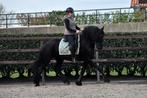 **KNAPPE & BETROUWBARE 3.5 JARIGE FRIESE RUIN**, Dieren en Toebehoren, Paarden, B, Gechipt, Ruin, 3 tot 6 jaar