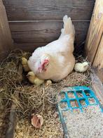 Poule de Bresse broedeieren, Dieren en Toebehoren, Geslacht onbekend, Kip