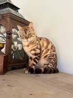 Brown tabby en snow Bengaal volwassen en kittens, Dieren en Toebehoren, Kater, Gechipt, 0 tot 2 jaar