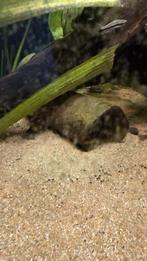2 legholen L nummers, Dieren en Toebehoren, Ophalen, Sierelement