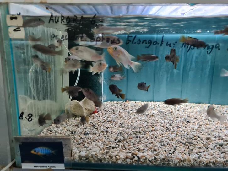 Metriaclima Aurora Malawi Cichliden, Dieren en Toebehoren, Vissen | Aquariumvissen, Zoetwatervis, Vis