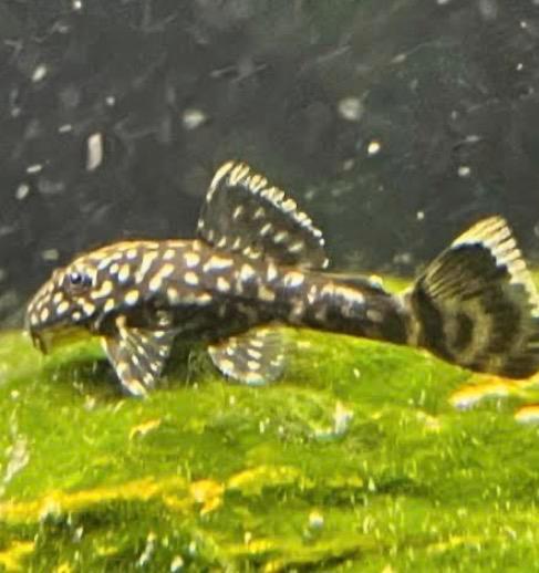 Borstelneus Algeneter – Ancistrus temminckii (L144), Dieren en Toebehoren, Vissen | Aquariumvissen, Zoetwatervis, Vis