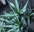 Bio luchtzuiver Aloe Vera makkelijke kamerplant gel gezond, Huis en Inrichting, Kamerplanten, Vetplant, In pot, Minder dan 100 cm