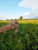 1 jong konijntje, Dieren en Toebehoren, Konijnen, Geslacht onbekend, Klein, Hangoor, 0 tot 2 jaar
