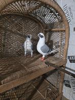 Duiven te koop, Dieren en Toebehoren, Meerdere dieren, Overige soorten