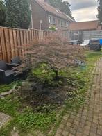 Japanse esdoorn, Ophalen, Bloeit niet, Halfschaduw, Overige soorten