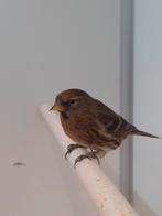 5-5 Kleine barmsijsen, Dieren en Toebehoren, Vogels | Overige Vogels, Meerdere dieren, Wildzangvogel, Geringd