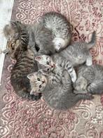 Britse korthaar kittens / nog 3 super schattige over :), Poes, Ontwormd