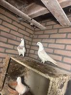 Duiven, Dieren en Toebehoren, Vogels | Duiven, Vrouwelijk