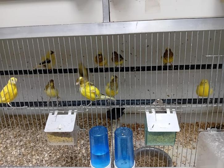Diverse kanaries, Dieren en Toebehoren, Vogels | Kanaries, Kleurkanarie, Meerdere dieren