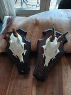 Bastgeweitje en beginnend geweitje set, Verzamelen, Dierenverzamelingen, Ophalen of Verzenden, Schedel