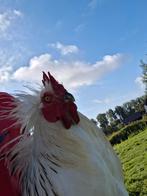 Sussex columbia haan (klaas), Dieren en Toebehoren, Pluimvee, Mannelijk, Kip