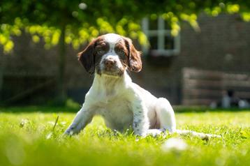 Engelse Springer Spaniel pup MET STAMBOOM- Quincy beschikbaar voor biedingen