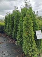 Thuja occidentalis Smaragd 180cm!! Smal opgaande conifeer, Ophalen of Verzenden, Conifeer, Struik, 100 tot 250 cm