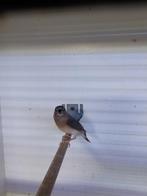 3 jonge blauwe gouldamadines, Dieren en Toebehoren, Vogels | Overige Vogels, Meerdere dieren, Geringd