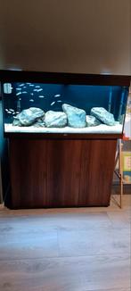 Compleet Malawi aquarium Rio180 met cichliden, Ophalen, Zo goed als nieuw, Gevuld zoetwateraquarium
